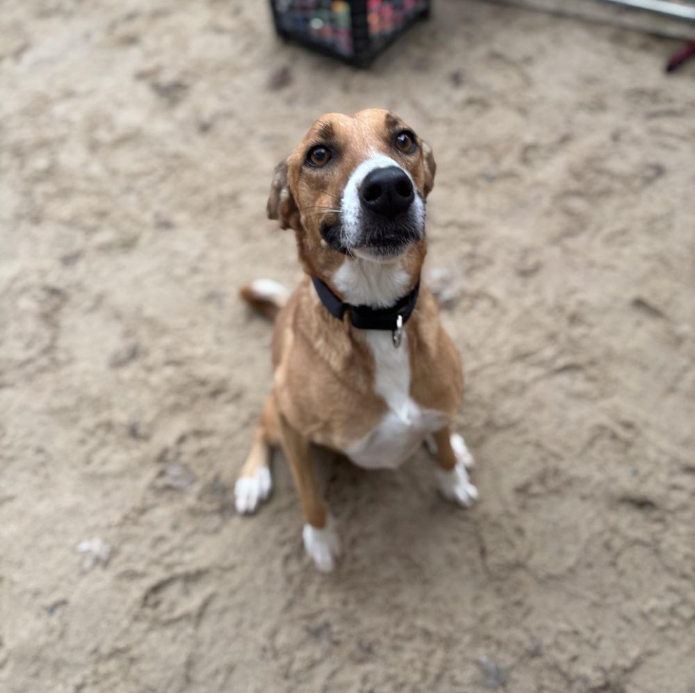 Jill - 25298, Adoptable, Adult Female Retriever.