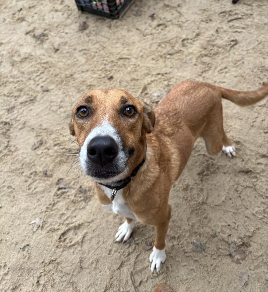 Enlarge Jill - 25298, a Adoptable mixed breed in Armonk, NY image 2/2