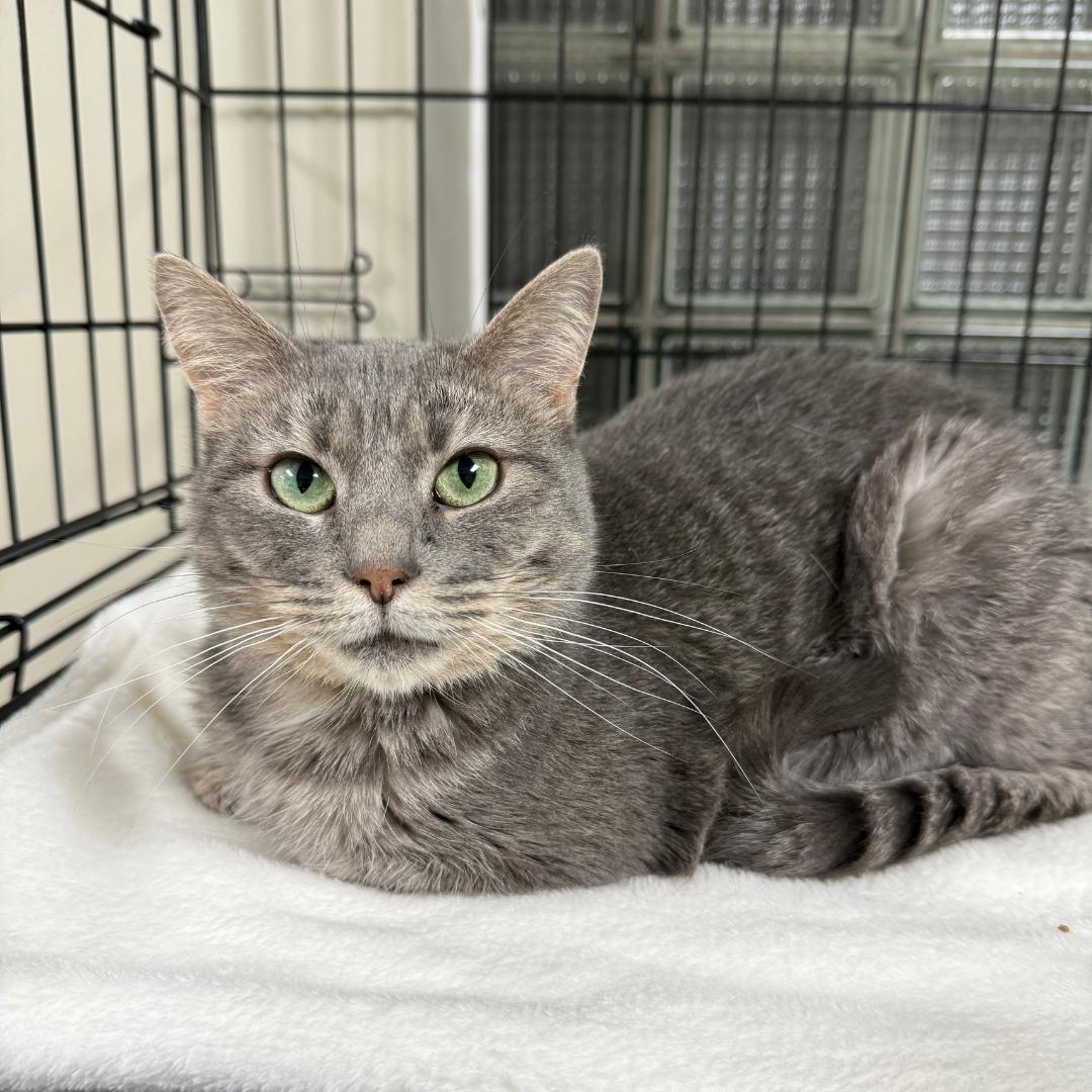 Hera, adoptable, Adult Female Domestic Short Hair.