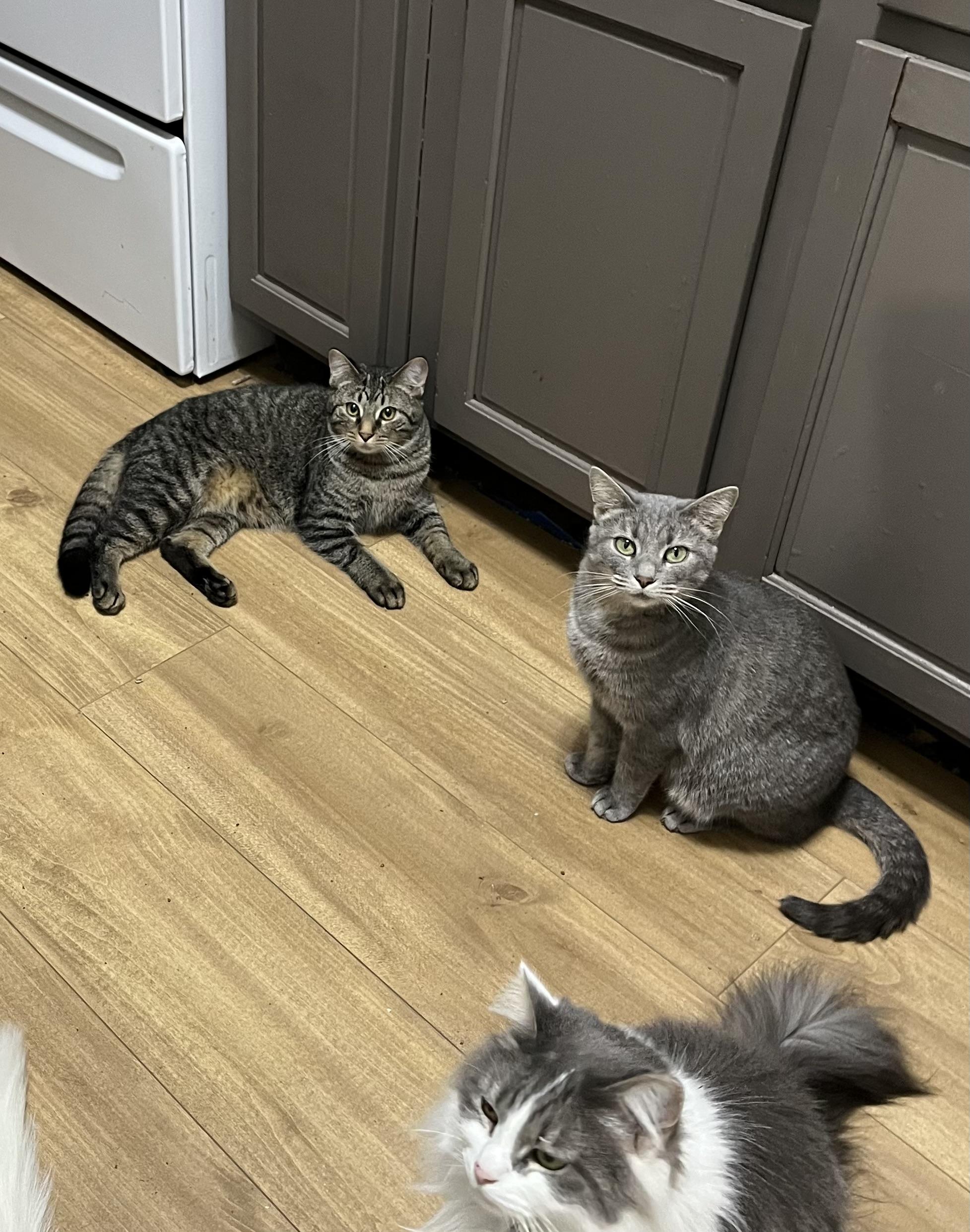 Enlarge Hera, an adoptable mixed breed in Bridgeville, PA image 5/6