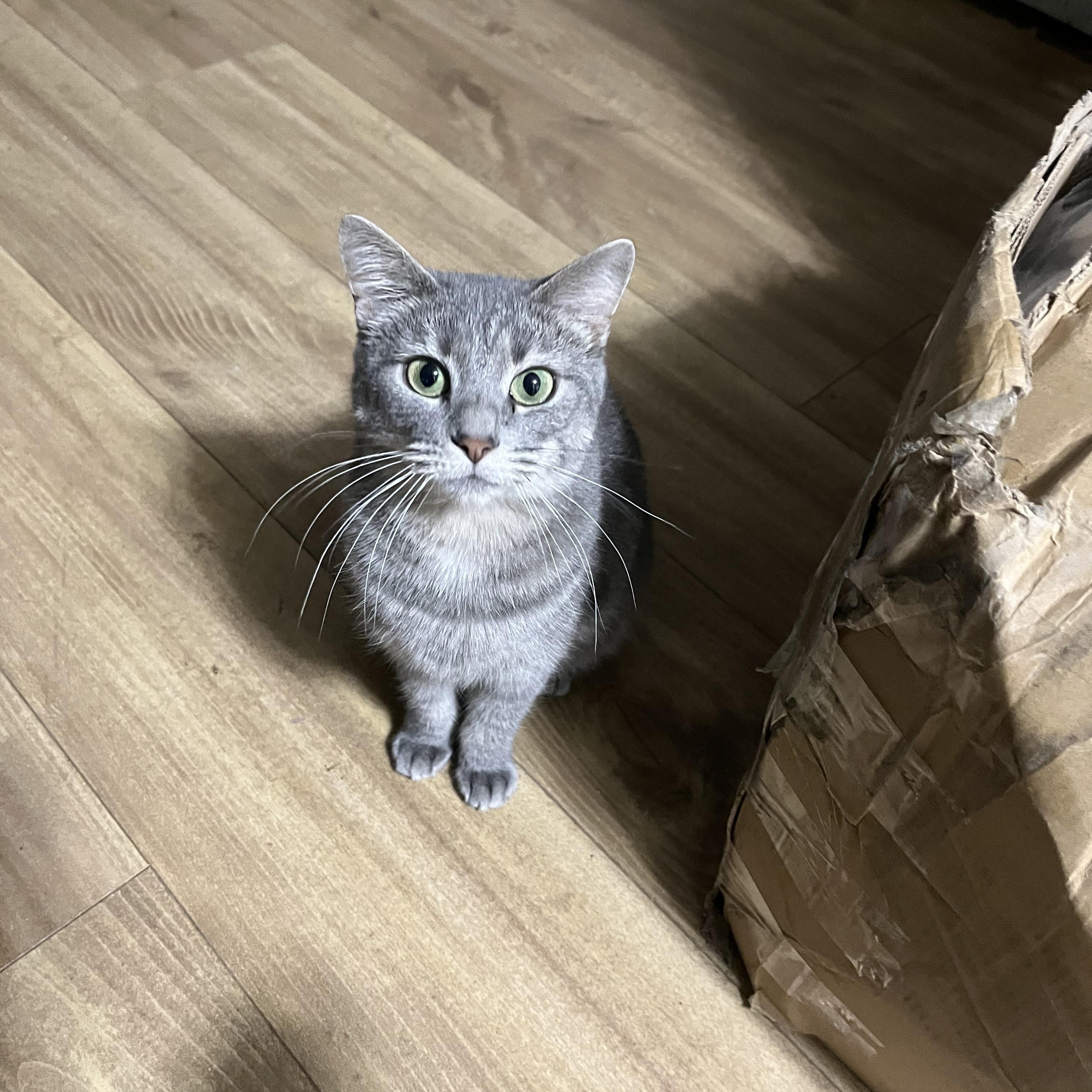 Enlarge Hera, an adoptable mixed breed in Bridgeville, PA image 6/6