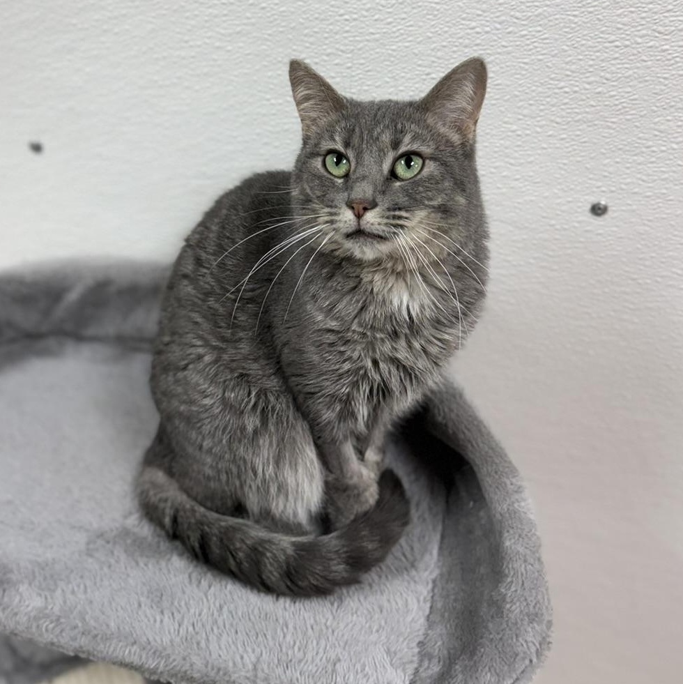 Hera, adoptable, Adult Female Domestic Short Hair.
