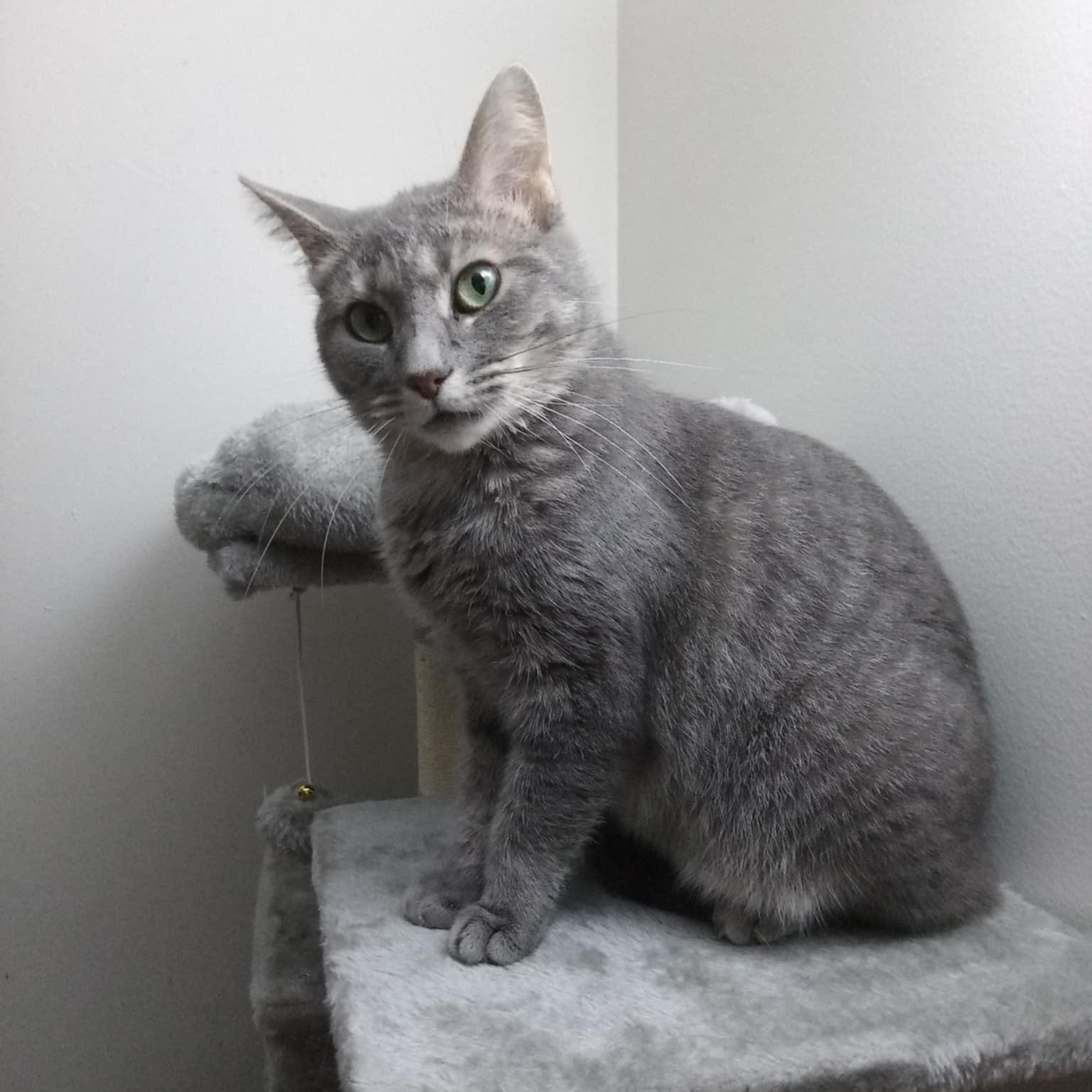 Enlarge Hera, an adoptable mixed breed in Bridgeville, PA image 4/6