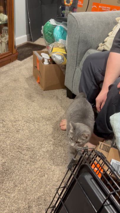 Enlarge Hera, an adoptable mixed breed in Bridgeville, PA video 2/6