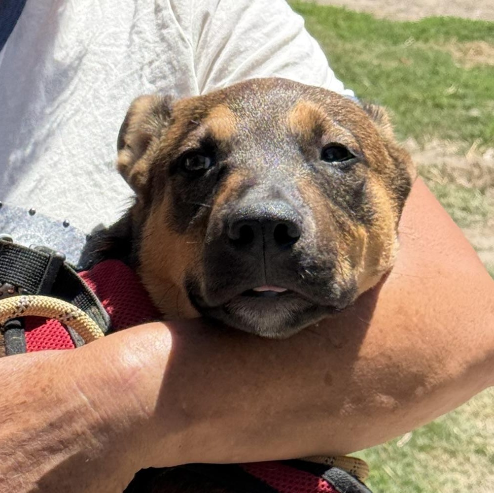 Caramel, ADOPTABLE, Young Female German Shepherd Dog & Cattle Dog.