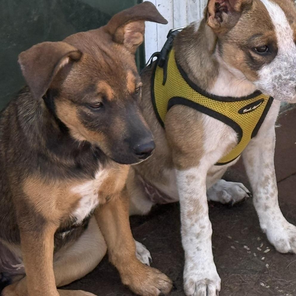 Caramel, a ADOPTABLE mixed breed in Petaluma, CA image 2/5