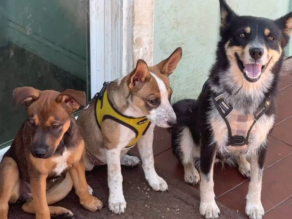 Enlarge Caramel, a ADOPTABLE mixed breed in Petaluma, CA video 5/5