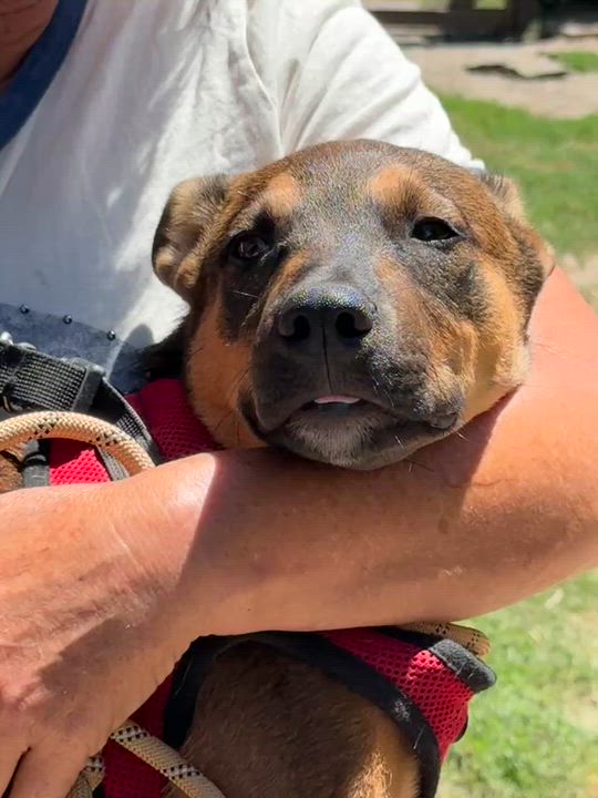 Enlarge Caramel, a ADOPTABLE mixed breed in Petaluma, CA video 4/5
