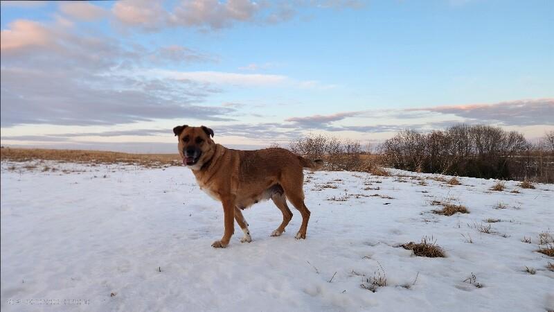 Rue, a Adoptable mixed breed in Alma, WI image 1/6