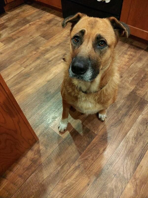 Rue, a Adoptable mixed breed in Alma, WI image 2/6