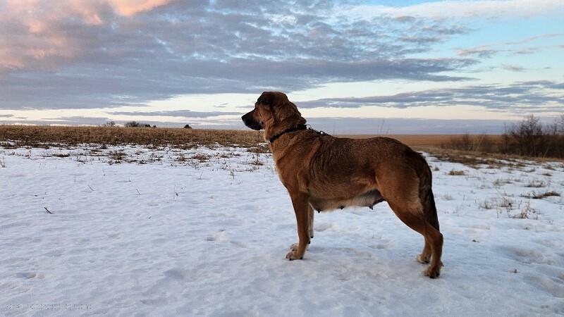 Rue, a Adoptable mixed breed in Alma, WI image 3/6