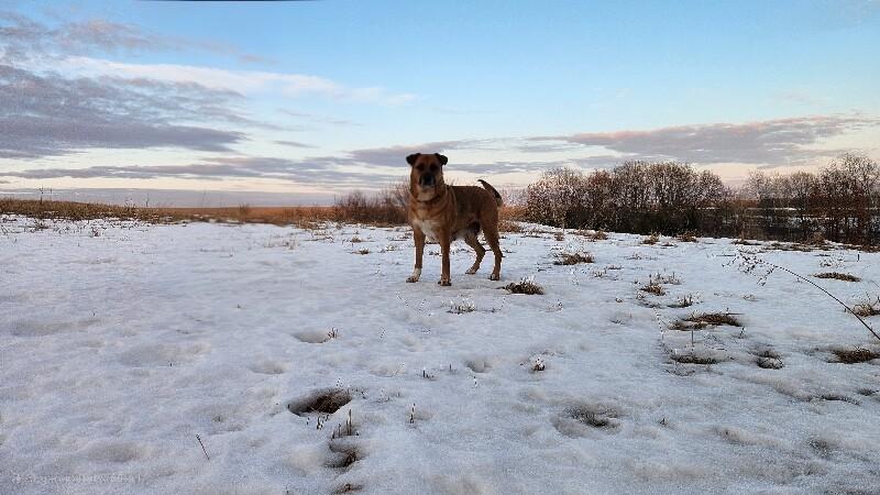 Rue, a Adoptable mixed breed in Alma, WI image 4/6