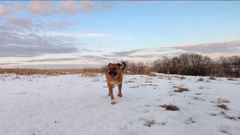 Rue, a Adoptable mixed breed in Alma, WI image 5/6