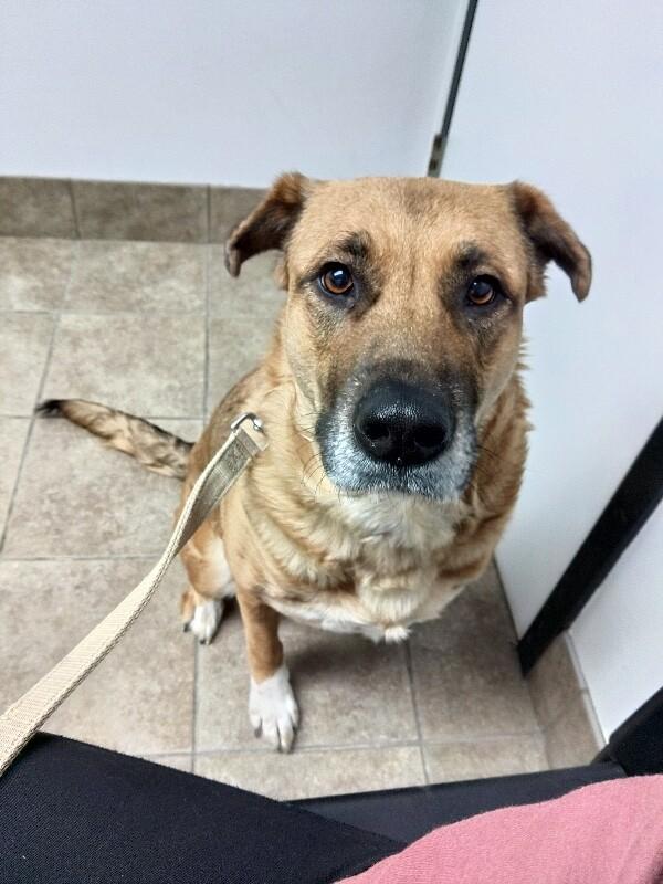 Rue, a Adoptable mixed breed in Alma, WI image 6/6