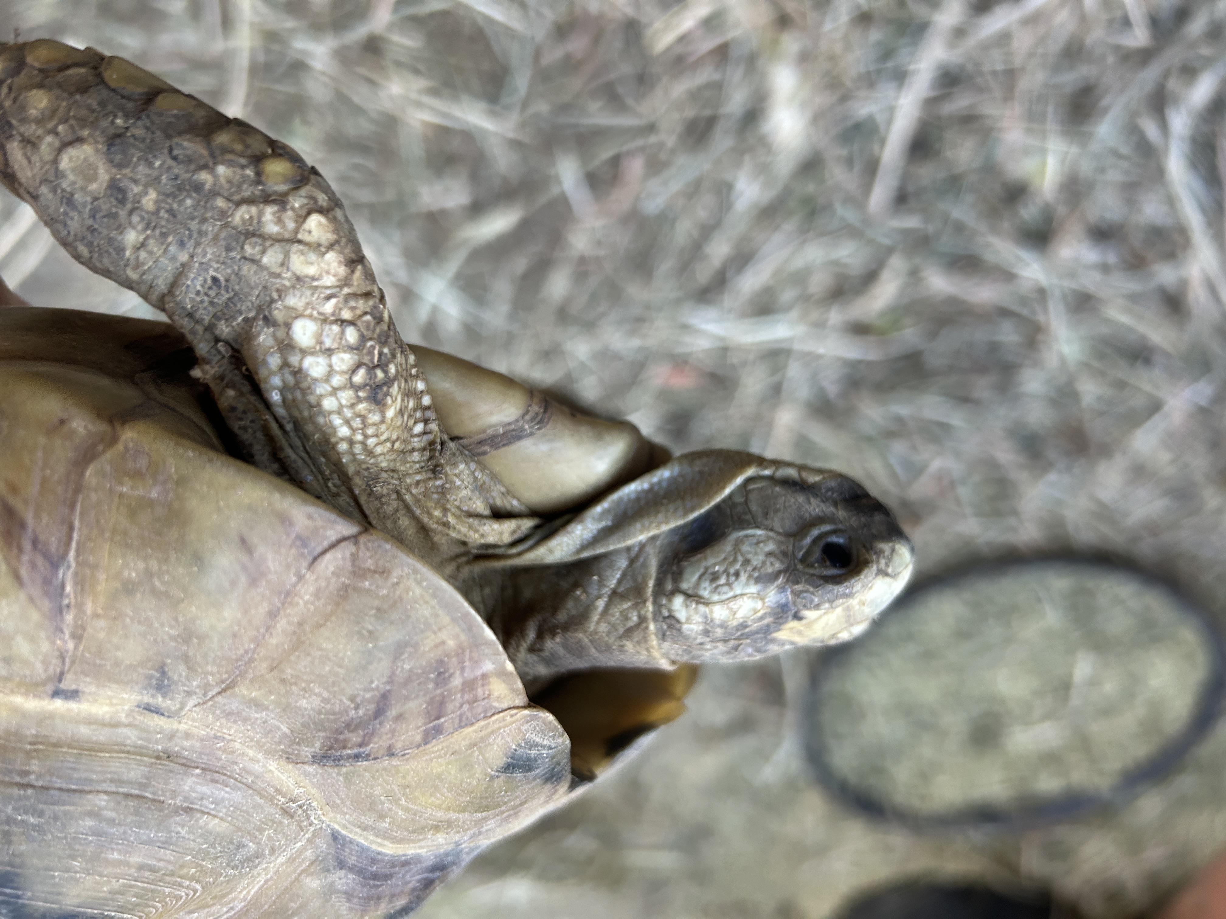 Enlarge Golden Greek Tortoise, a Adopted Tortoise in Concord, CA image 2/3