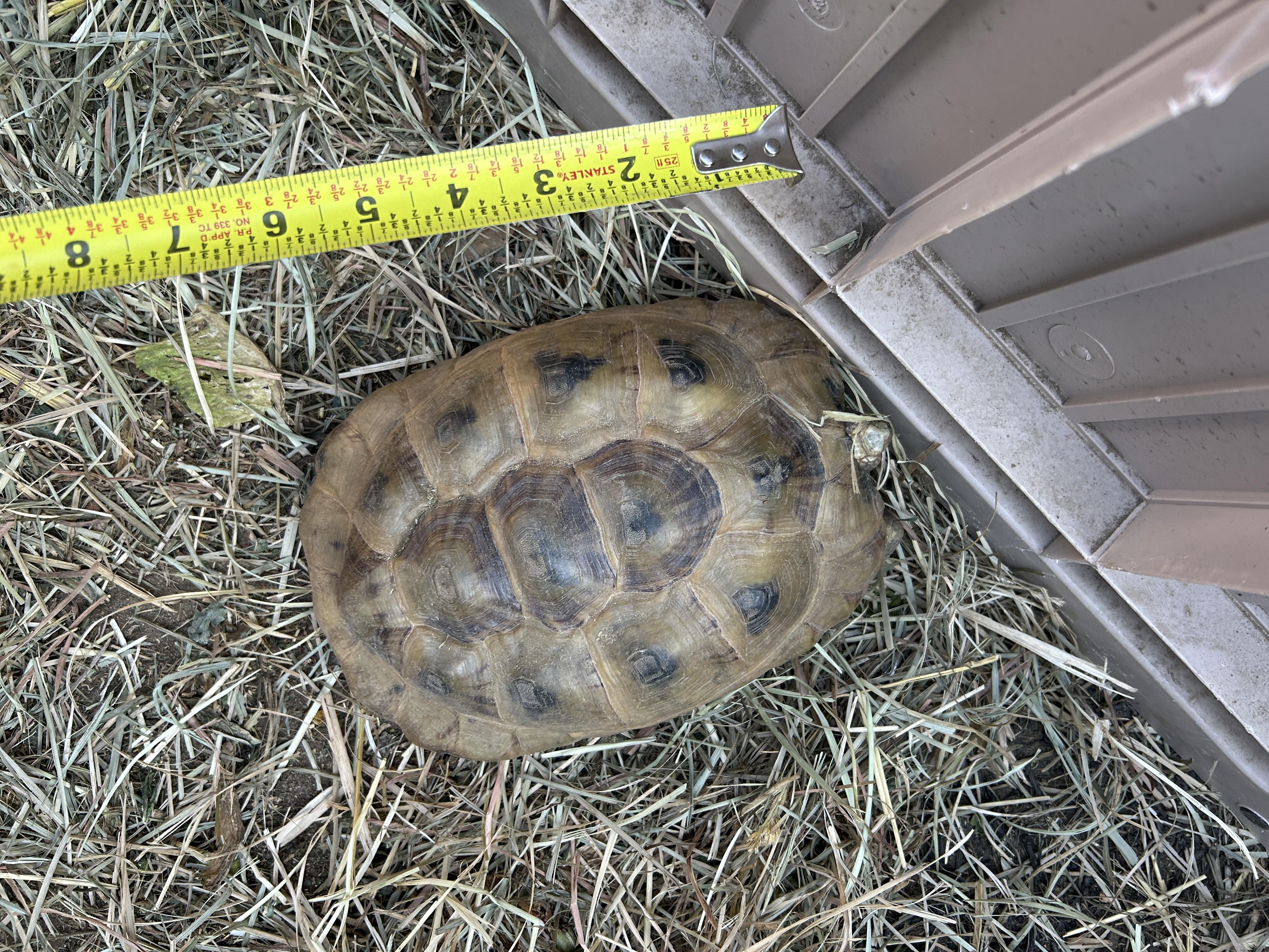 Golden Greek Tortoise, Adopted, Adult Unknown Tortoise.