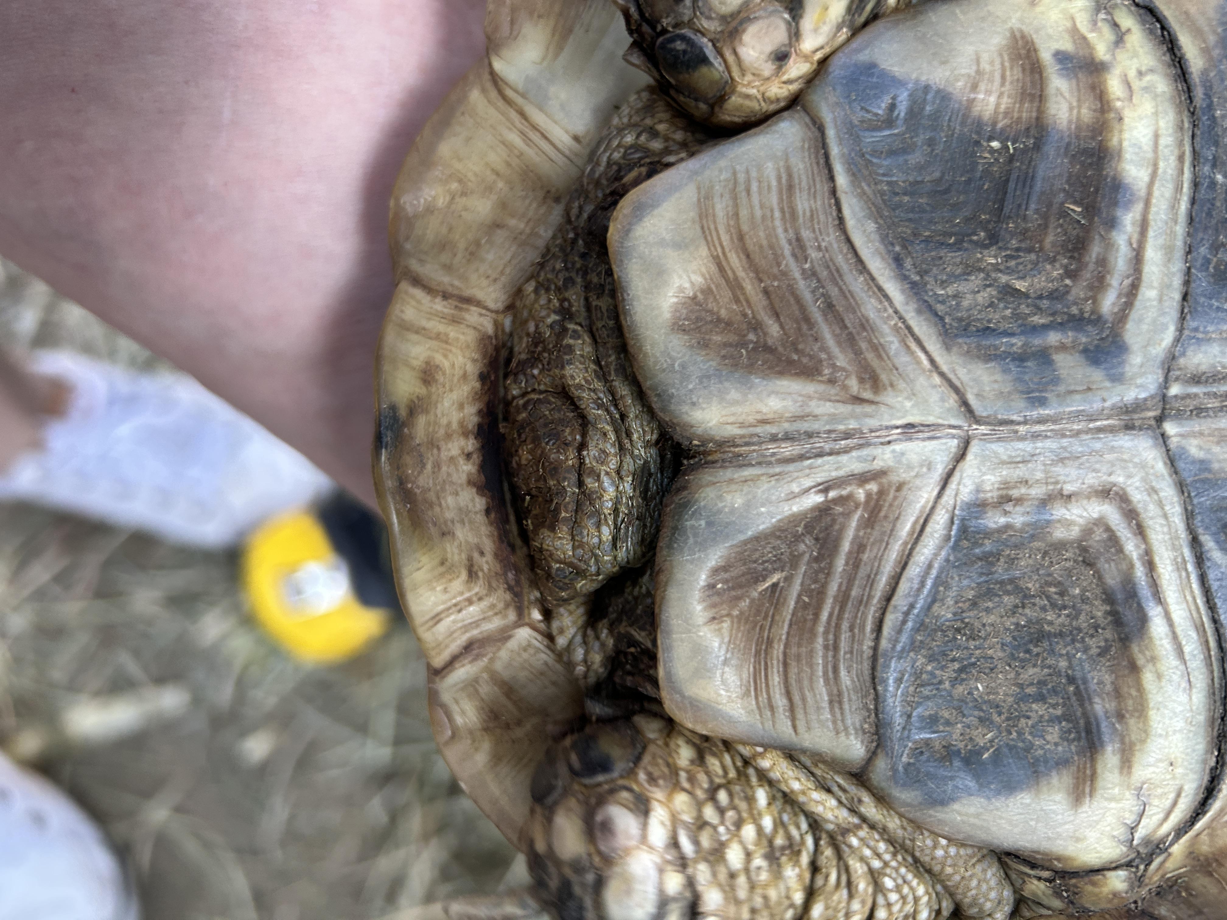 Enlarge Golden Greek Tortoise, a Adopted Tortoise in Concord, CA image 3/3