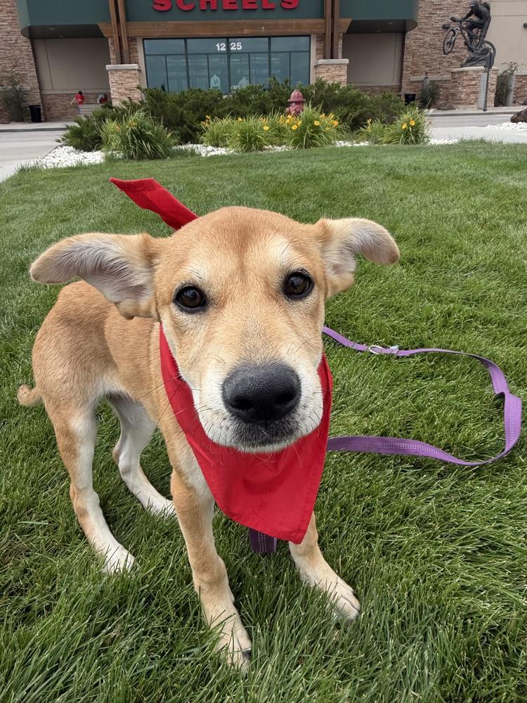 Sunny, a Adoptable mixed breed in Rapid City, SD image 1/4