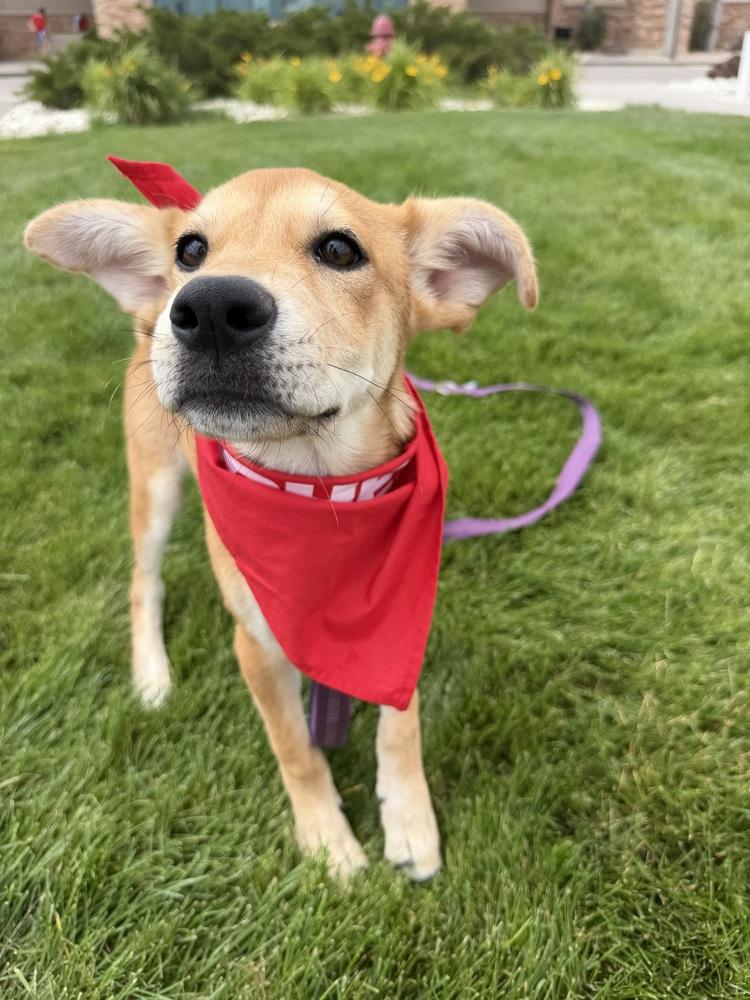 Sunny, a Adoptable mixed breed in Rapid City, SD image 2/4