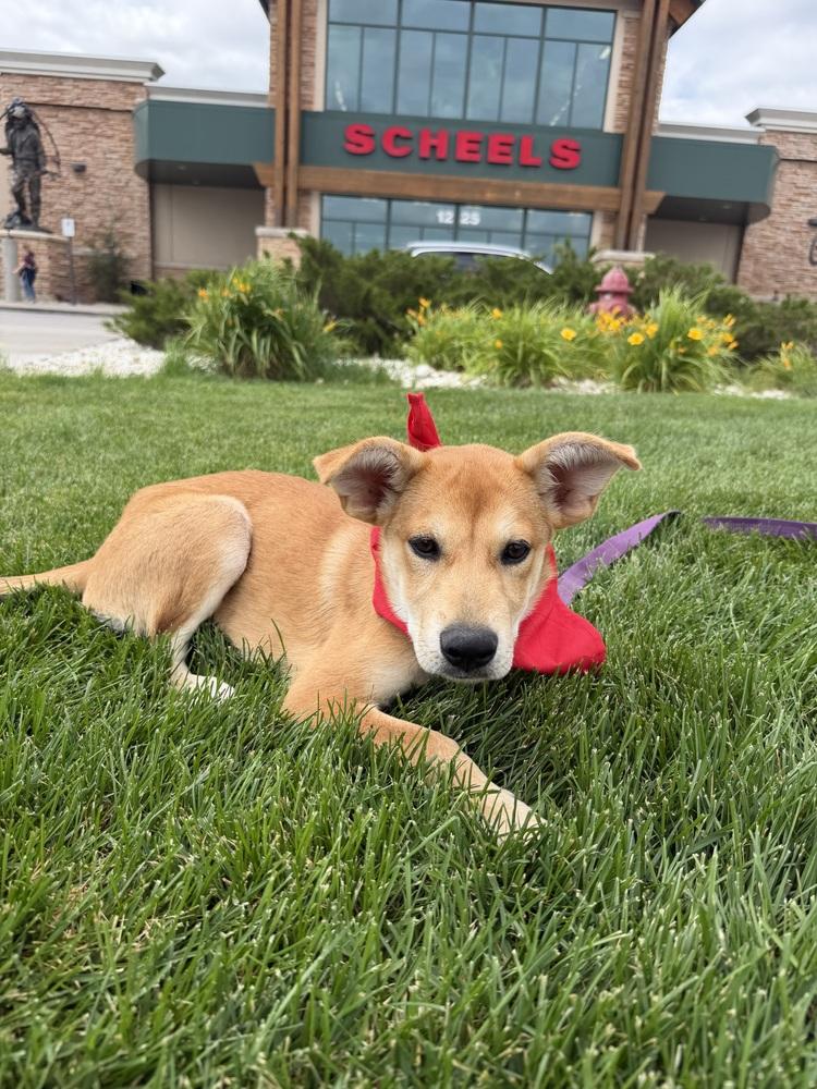 Sunny, a Adoptable mixed breed in Rapid City, SD image 3/4