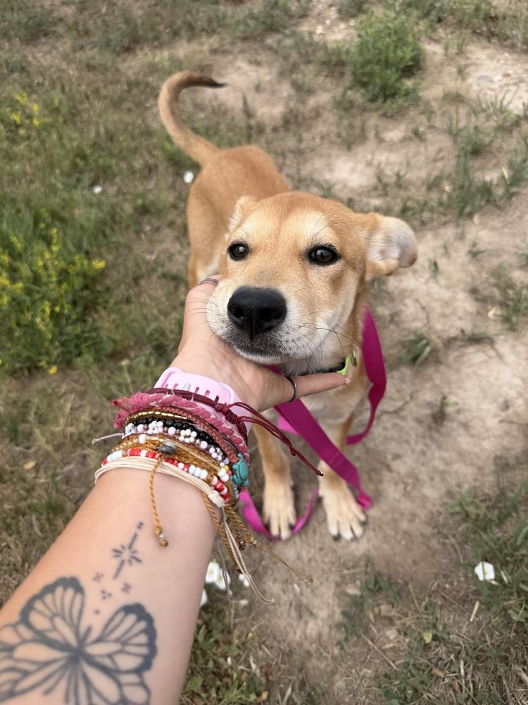Sunny, a Adoptable mixed breed in Rapid City, SD image 4/4