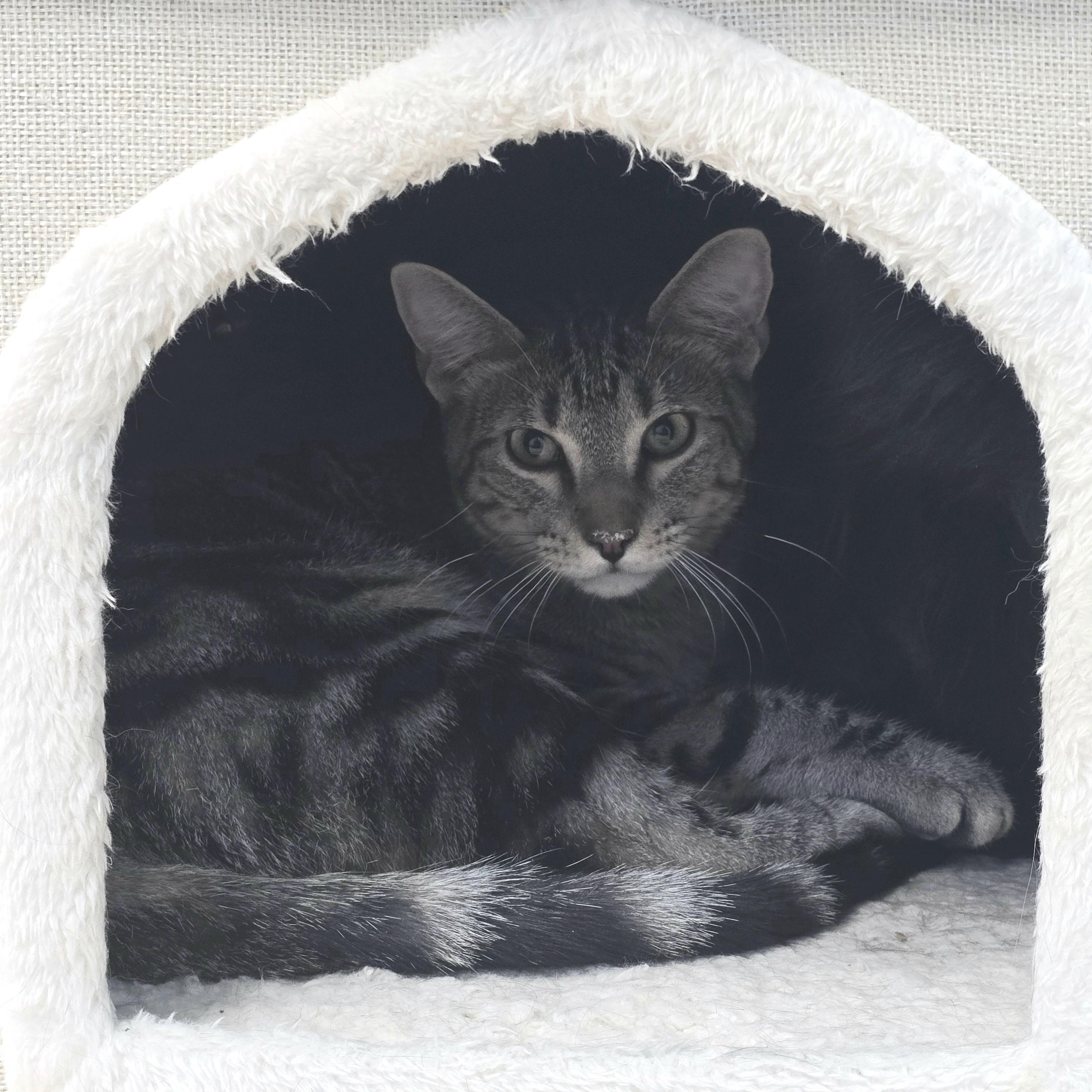 Enlarge Timon, a ADOPTABLE Domestic Short Hair in Farmington, MO image 2/2