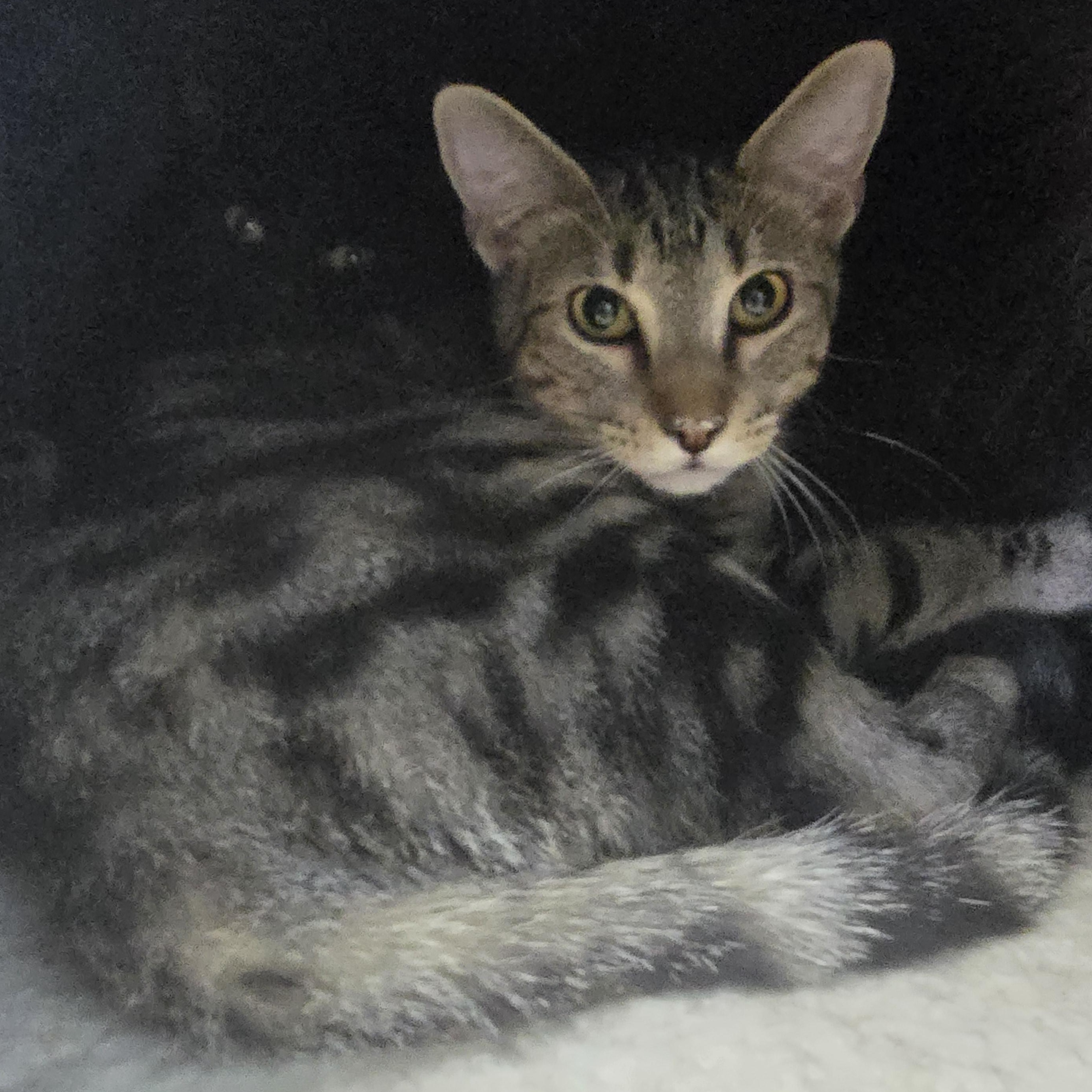 Timon, ADOPTABLE, Young Male Domestic Short Hair.