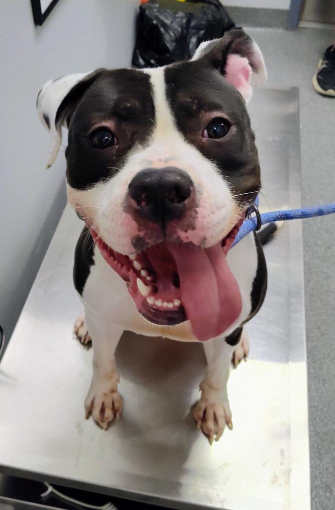 Bella, Adoptable, Young Female Boxer.