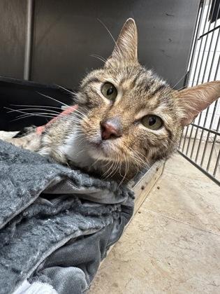Hal, Adoptable, Senior Male Domestic Short Hair & Domestic Short Hair.