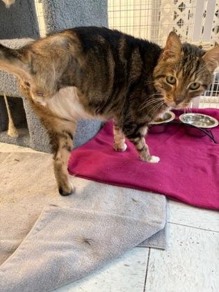 Enlarge Hal, a Adoptable Domestic Short Hair in Covington, LA image 2/3