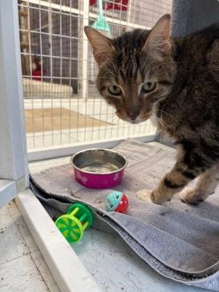 Enlarge Hal, a Adoptable Domestic Short Hair in Covington, LA image 3/3