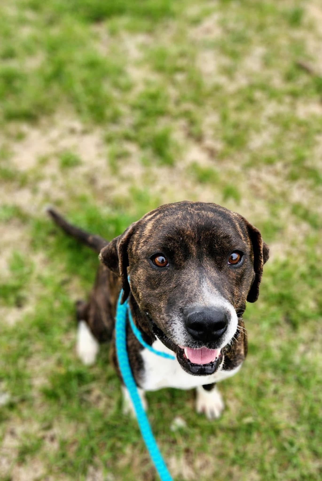 Enlarge Tracker, a Adoptable Mixed Breed in Greenville, KY image 1/1