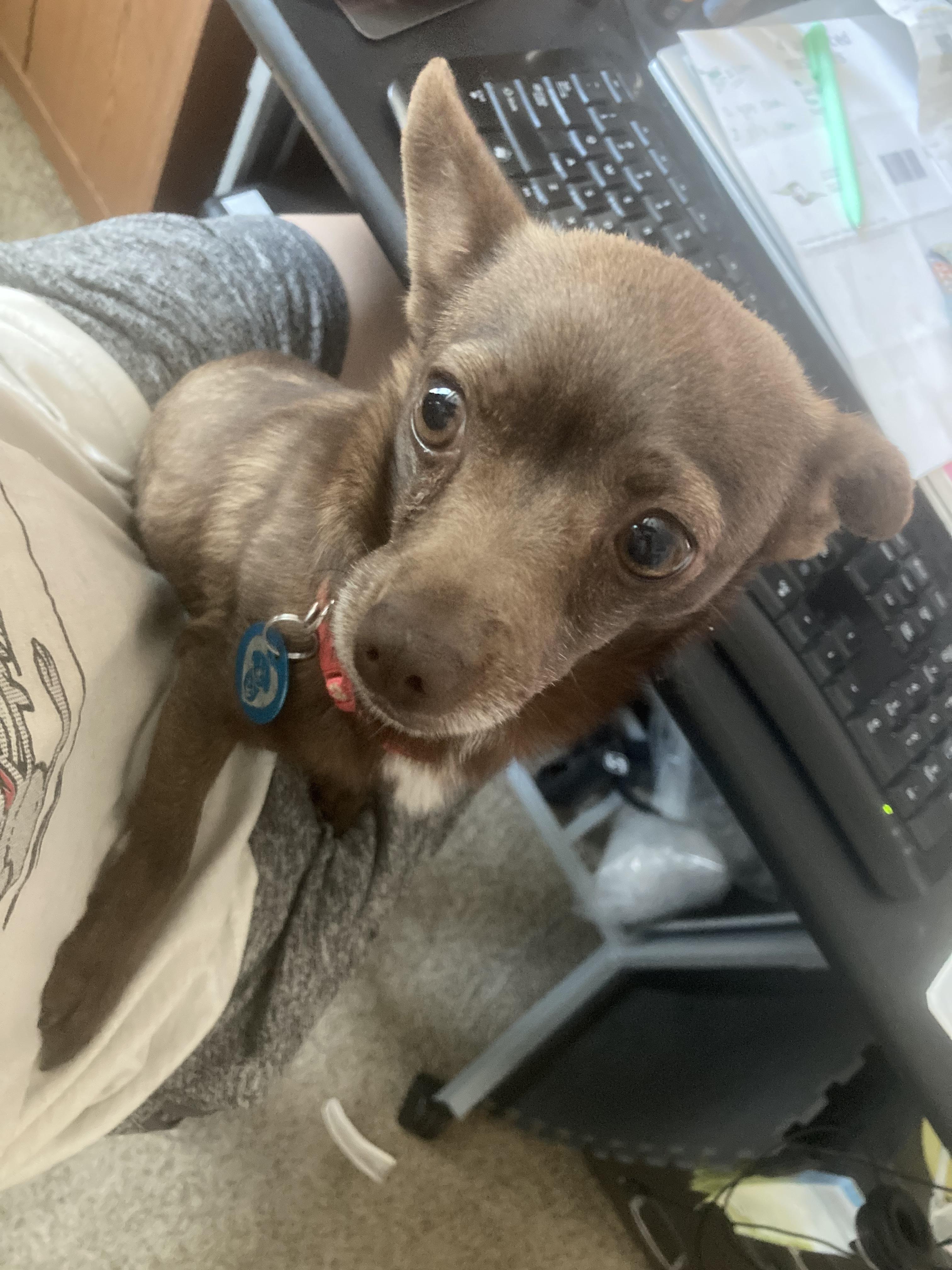 Winnie, a Adoptable mixed breed in Hurricane, UT image 1/4