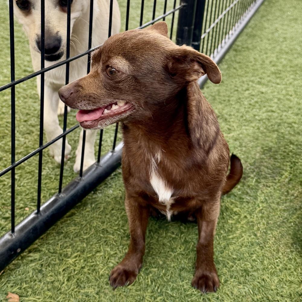 Enlarge Winnie, a Adoptable mixed breed in Hurricane, UT image 1/3