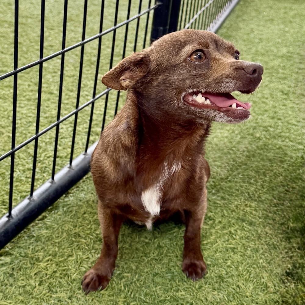 Enlarge Winnie, a Adoptable mixed breed in Hurricane, UT image 2/3