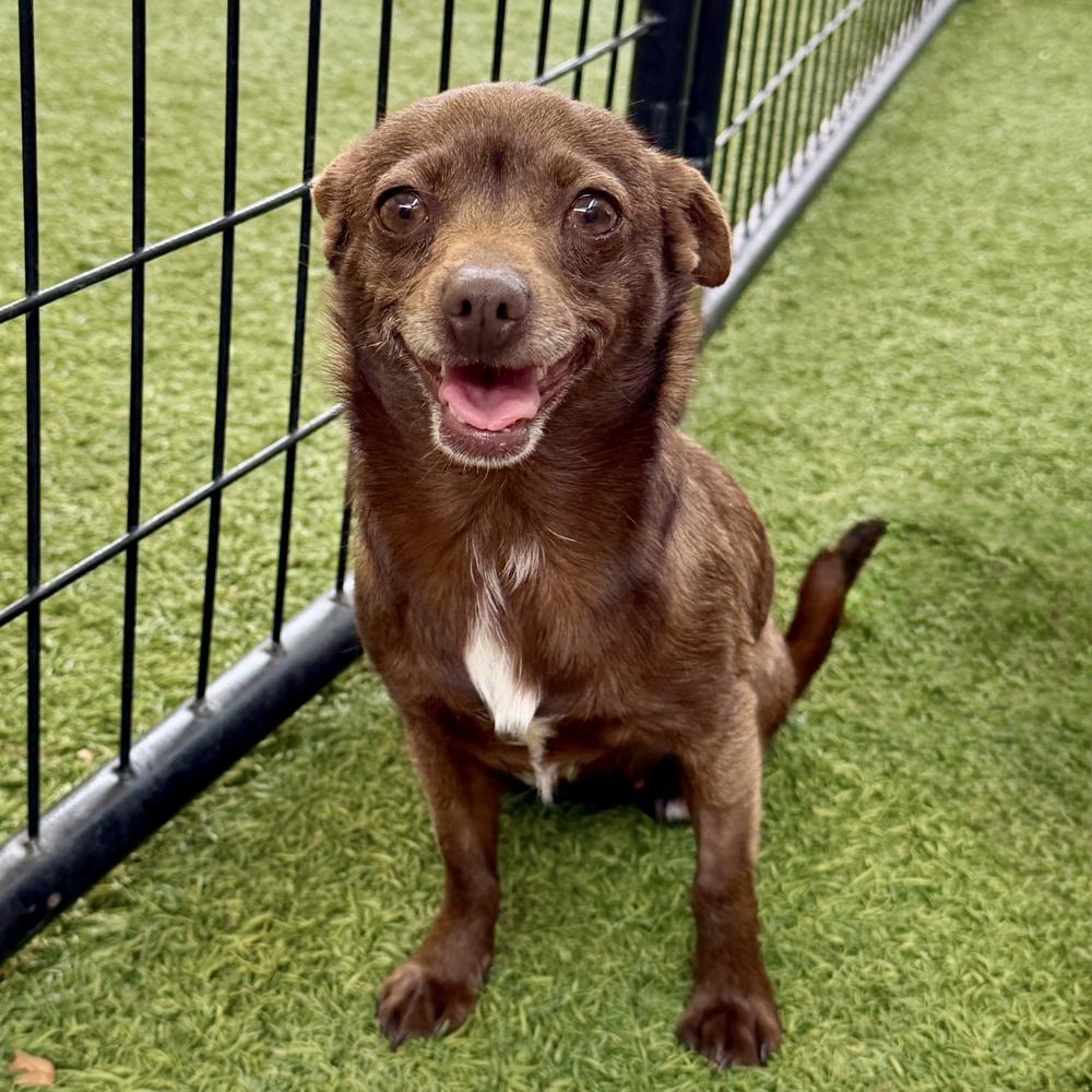 Enlarge Winnie, a Adoptable mixed breed in Hurricane, UT image 3/3