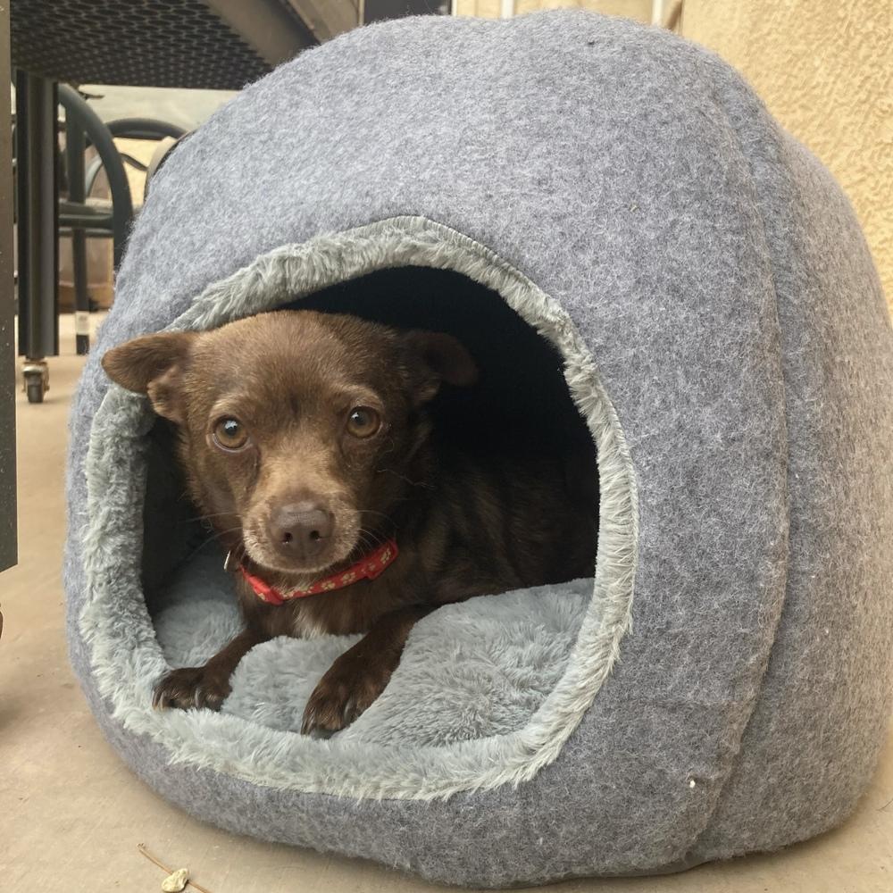 Winnie, a Adoptable mixed breed in Hurricane, UT image 2/4