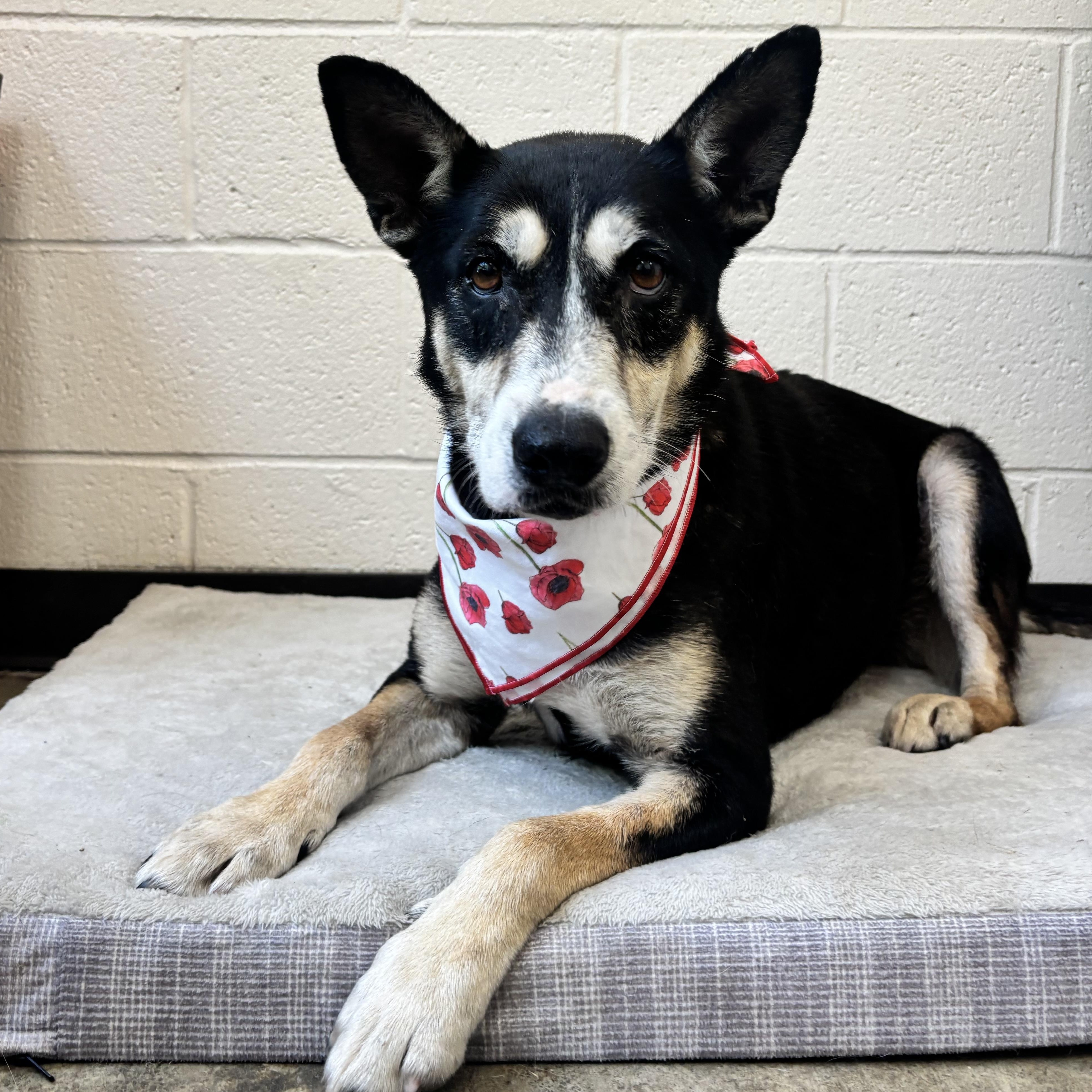 Sega, adoptable, Adult Female German Shepherd Dog.