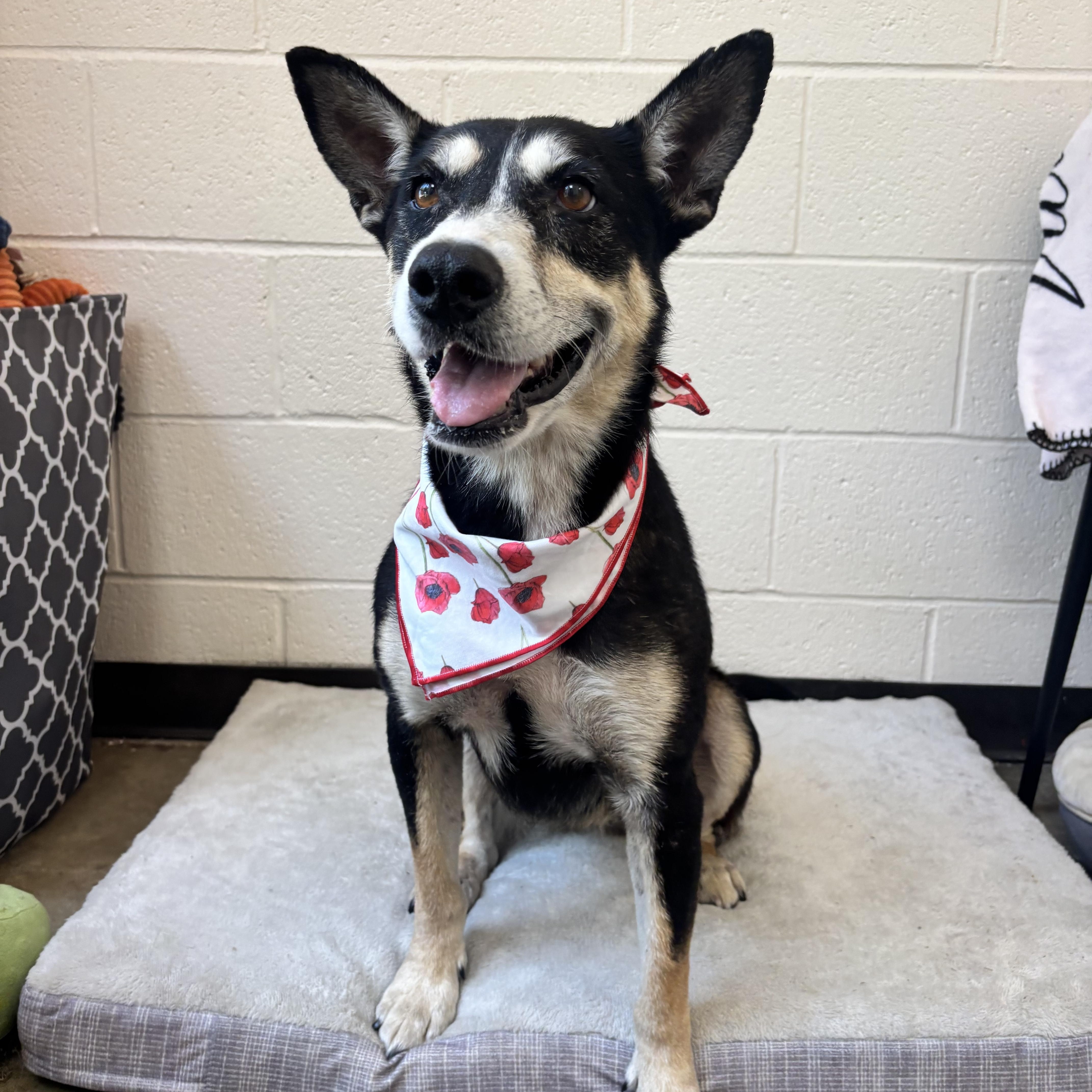 Sega, an adoptable mixed breed in Collierville, TN image 3/4