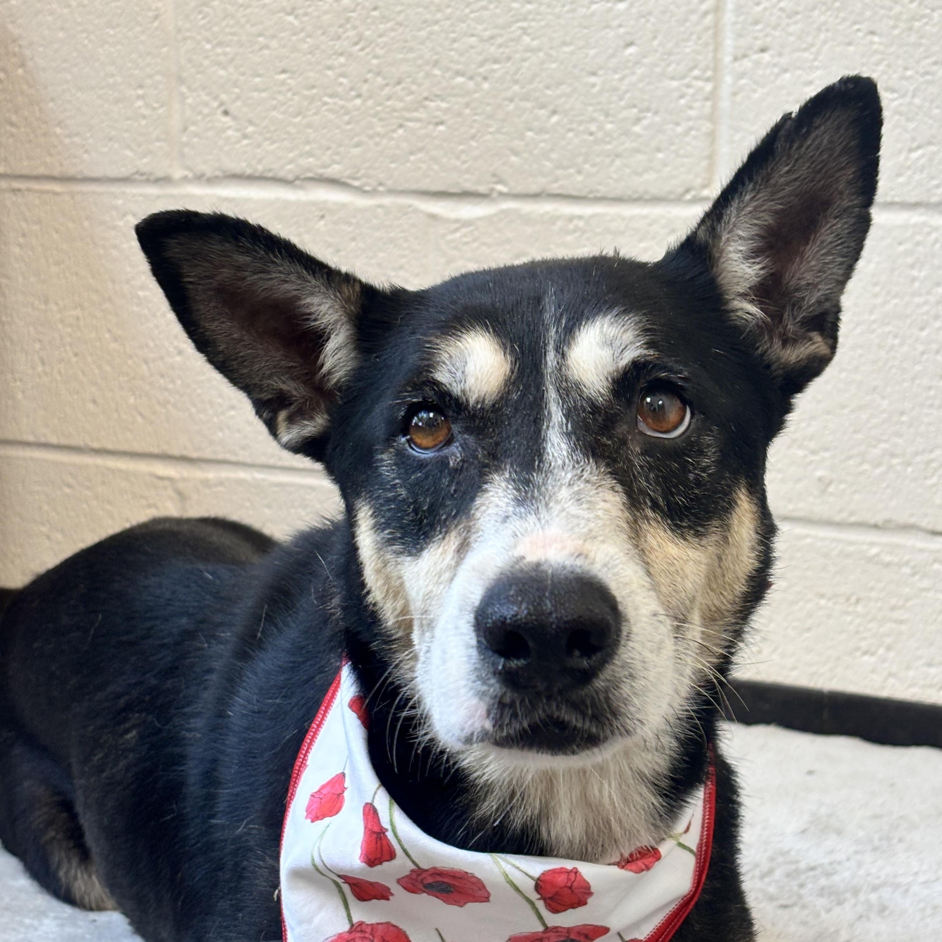 Sega, an adoptable mixed breed in Collierville, TN image 4/4