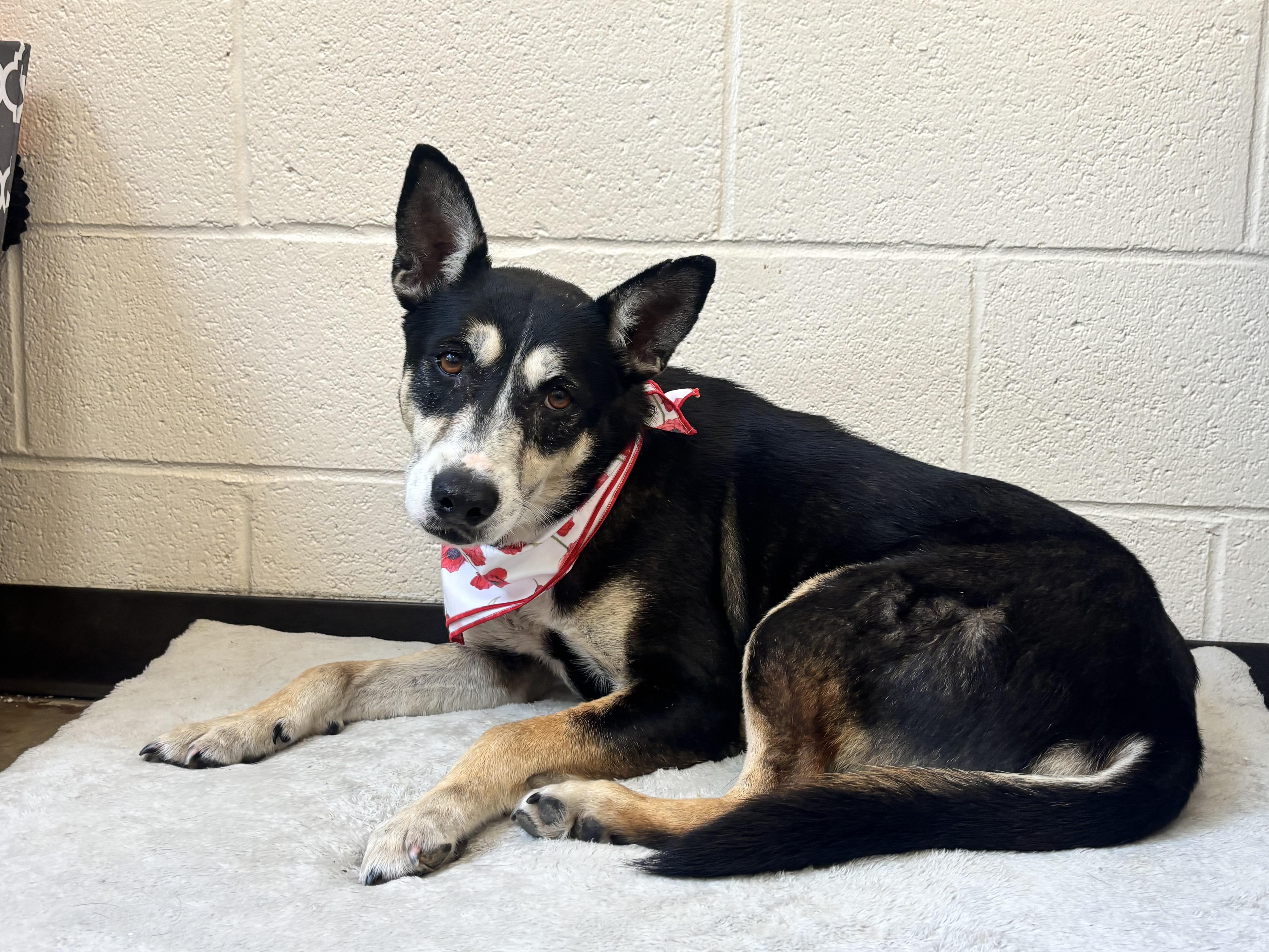 Sega, an adoptable mixed breed in Collierville, TN image 2/4