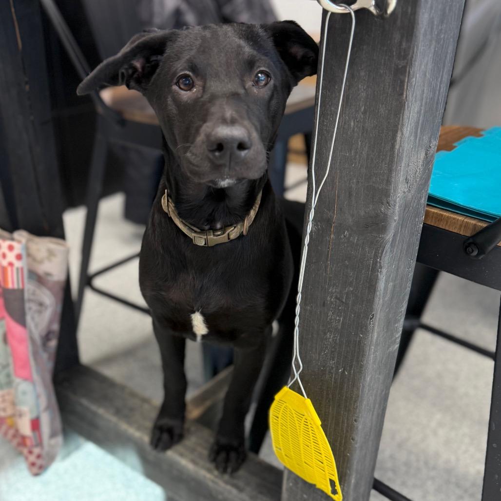 Enlarge Harriet, an adopted mixed breed in Monticello, IA image 4/6