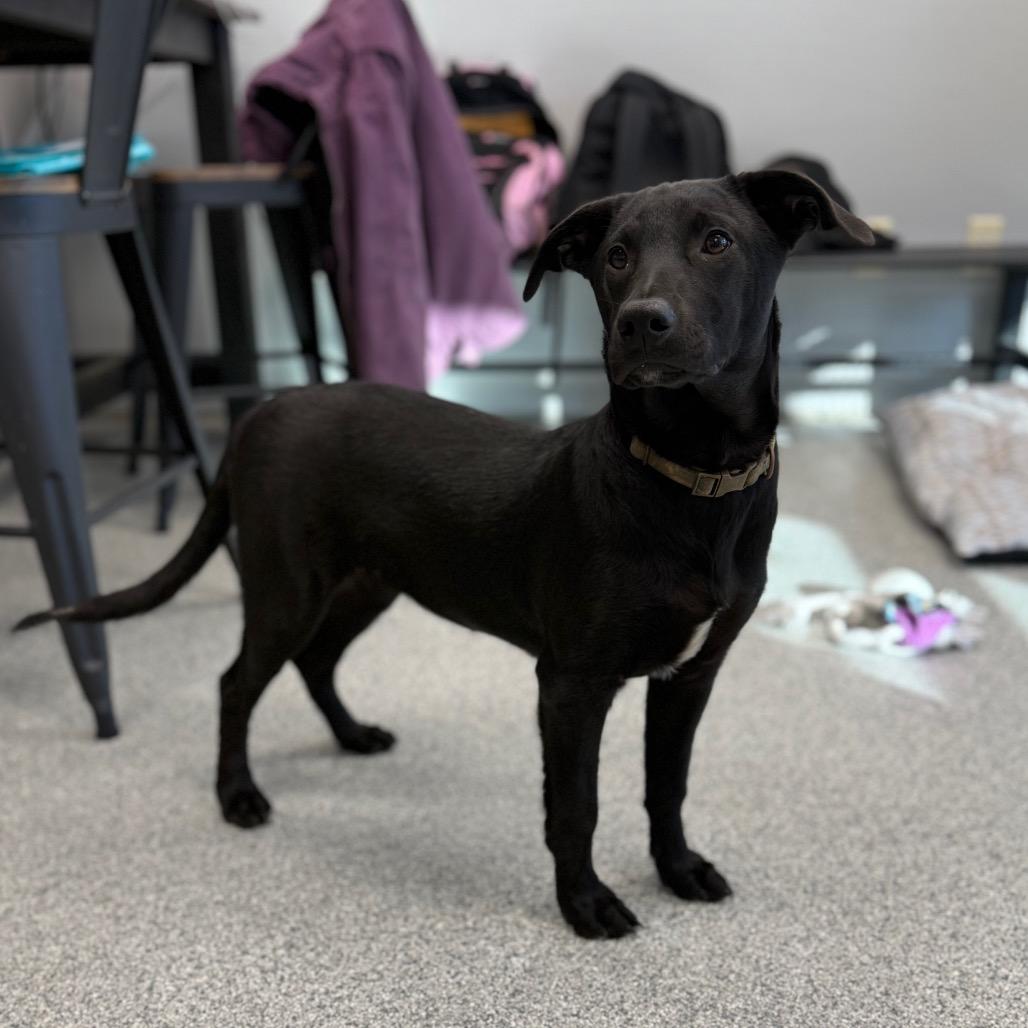 Enlarge Harriet, an adopted mixed breed in Monticello, IA image 5/6