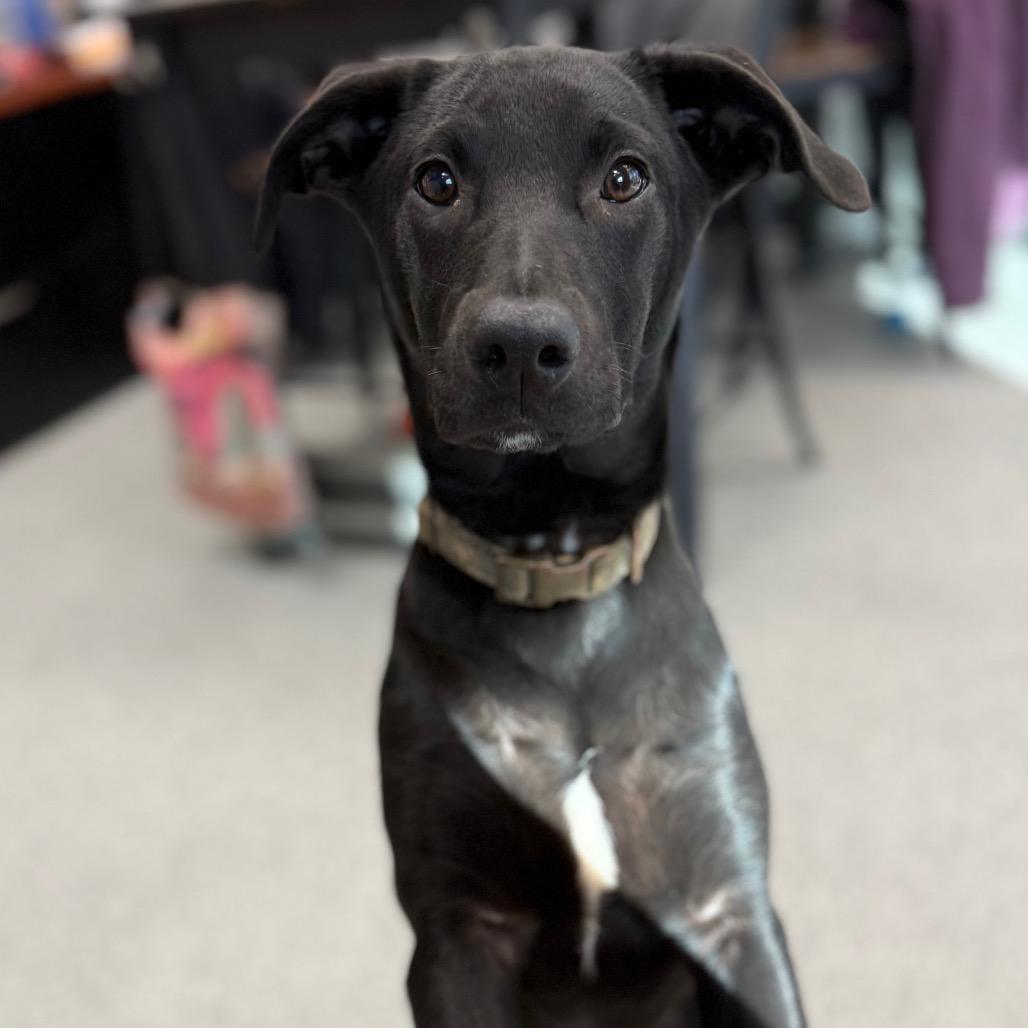 Harriet, adopted, Young Female Black Labrador Retriever & Mixed Breed.