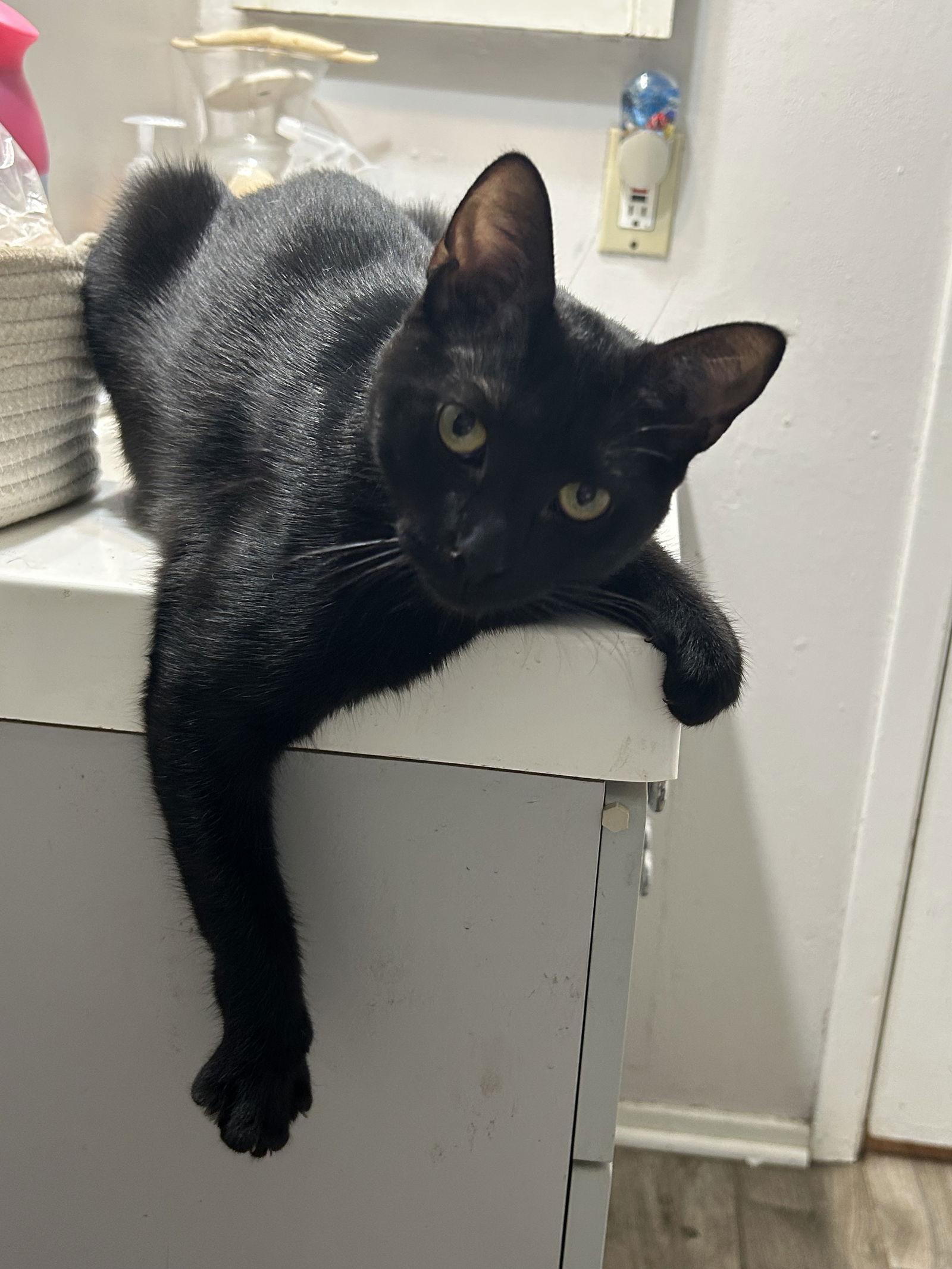 Raven K, Adoptable, Young Female Domestic Short Hair.