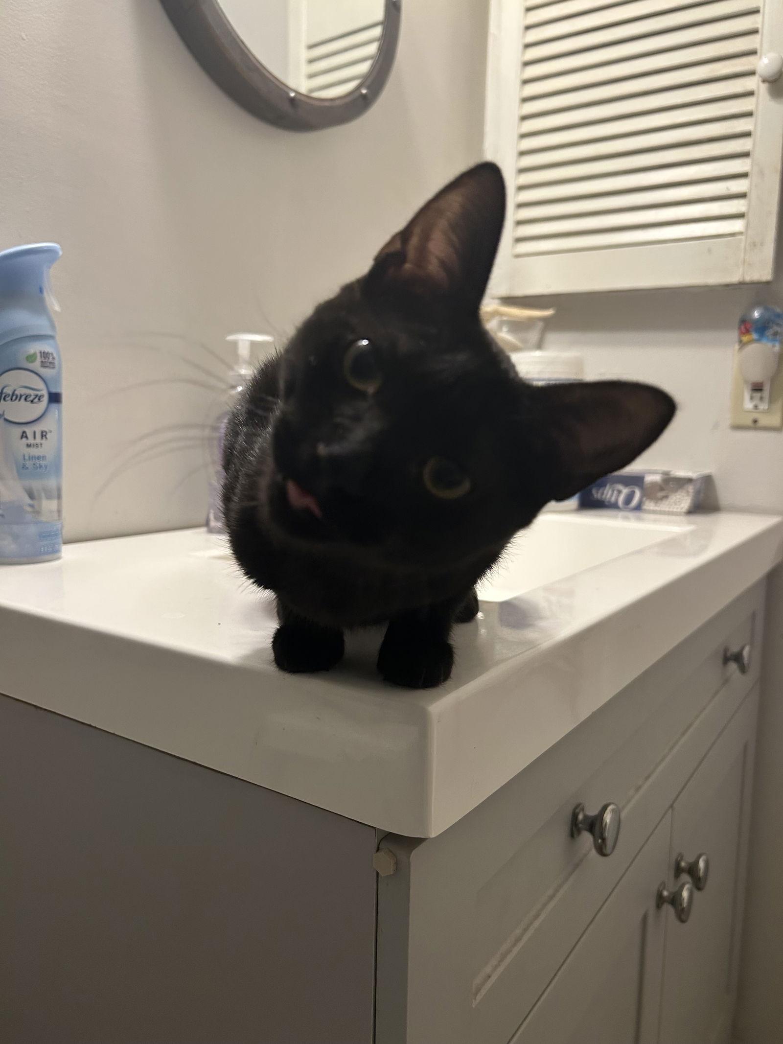 Enlarge Raven K, a Adoptable Domestic Short Hair in Muskegon, MI image 3/3