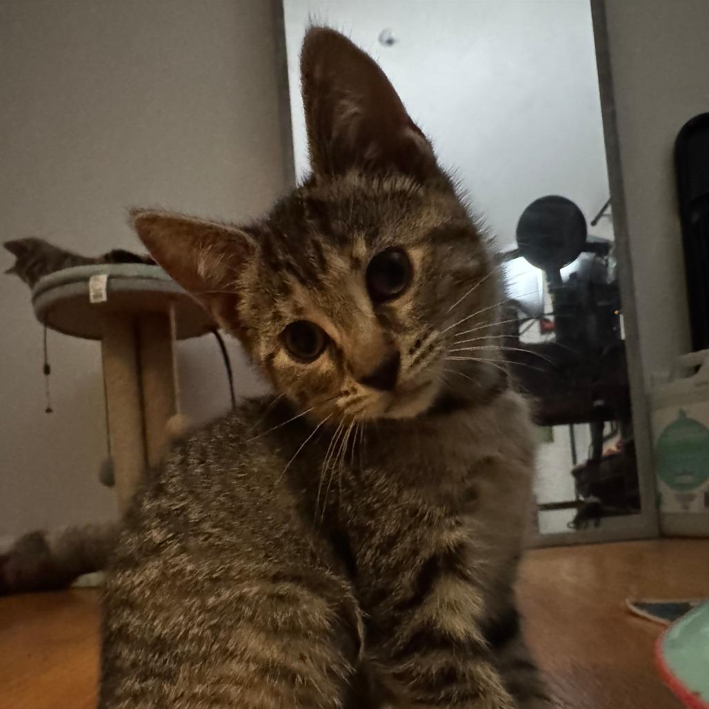 Fluff, Adoptable, Kitten Female Domestic Short Hair.