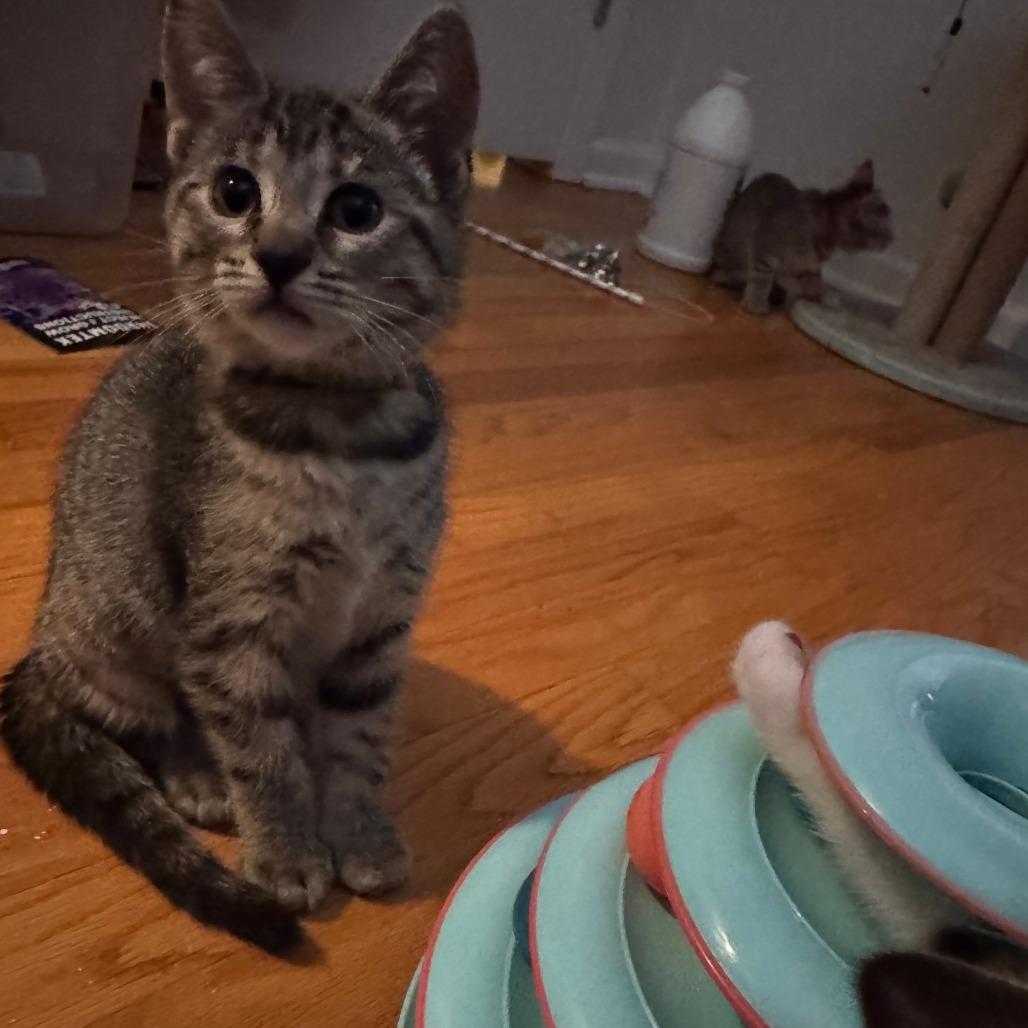 Fluff, a Adoptable Domestic Short Hair in Skokie, IL image 2/6