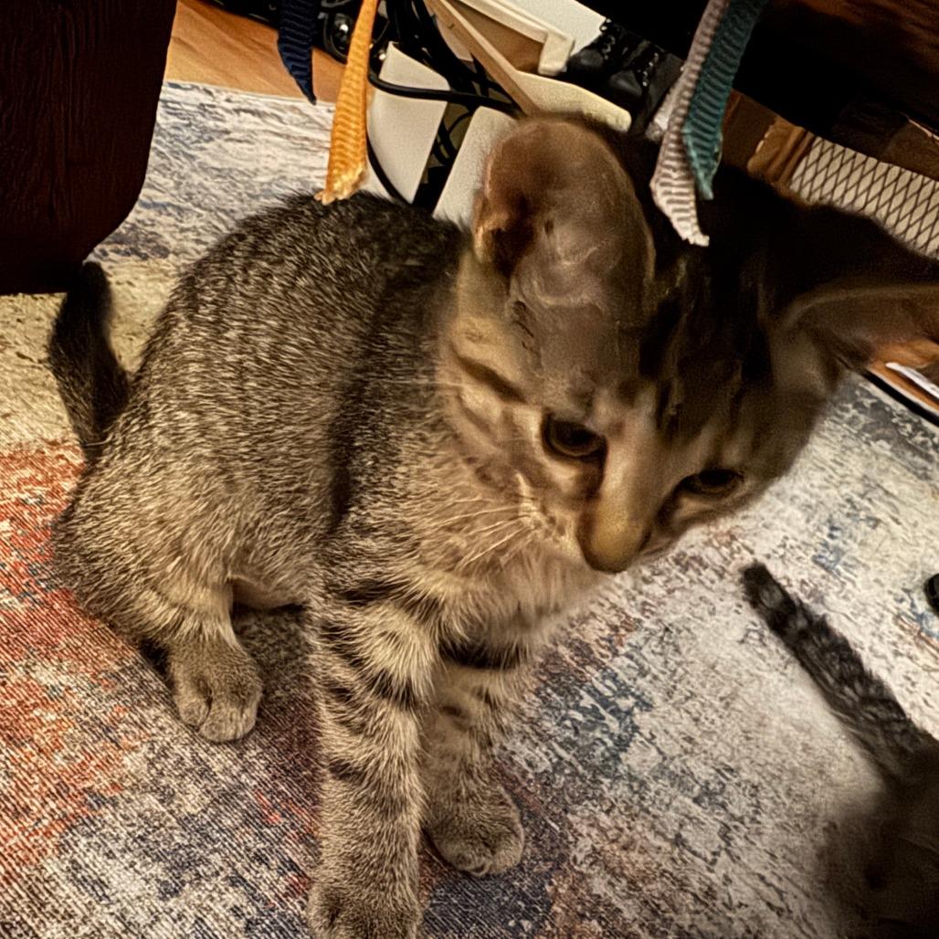 Fluff, a Adoptable Domestic Short Hair in Skokie, IL image 5/6