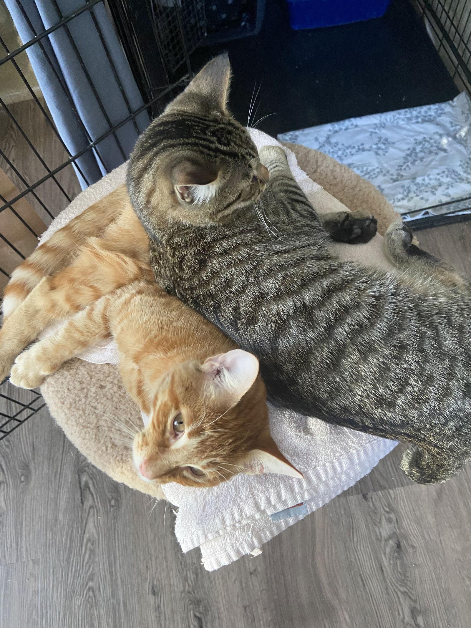 Woody, Adopted, Young Male Domestic Short Hair.